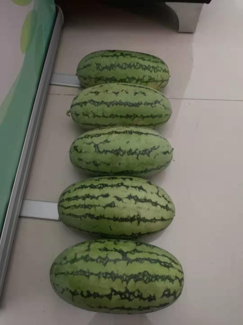 精品绿裳西瓜