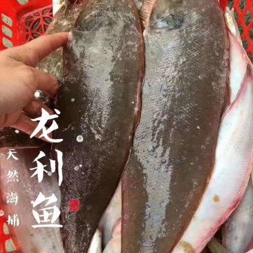 龙利鱼