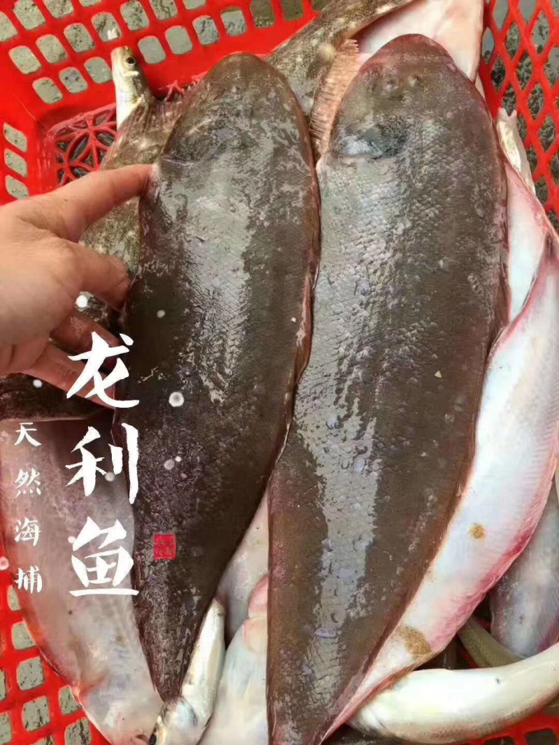 龙利鱼