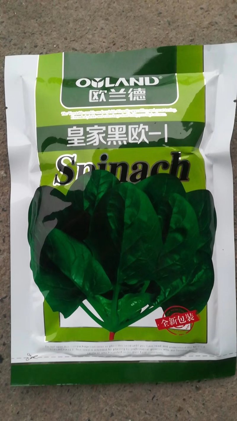 皇家黑欧菠菜种子早熟生长速度快叶片较大叶肉较厚