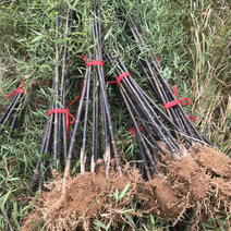 紫竹、青竹基地供应、量大，优质竹苗