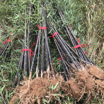 紫竹、青竹基地供应、量大，优质竹苗