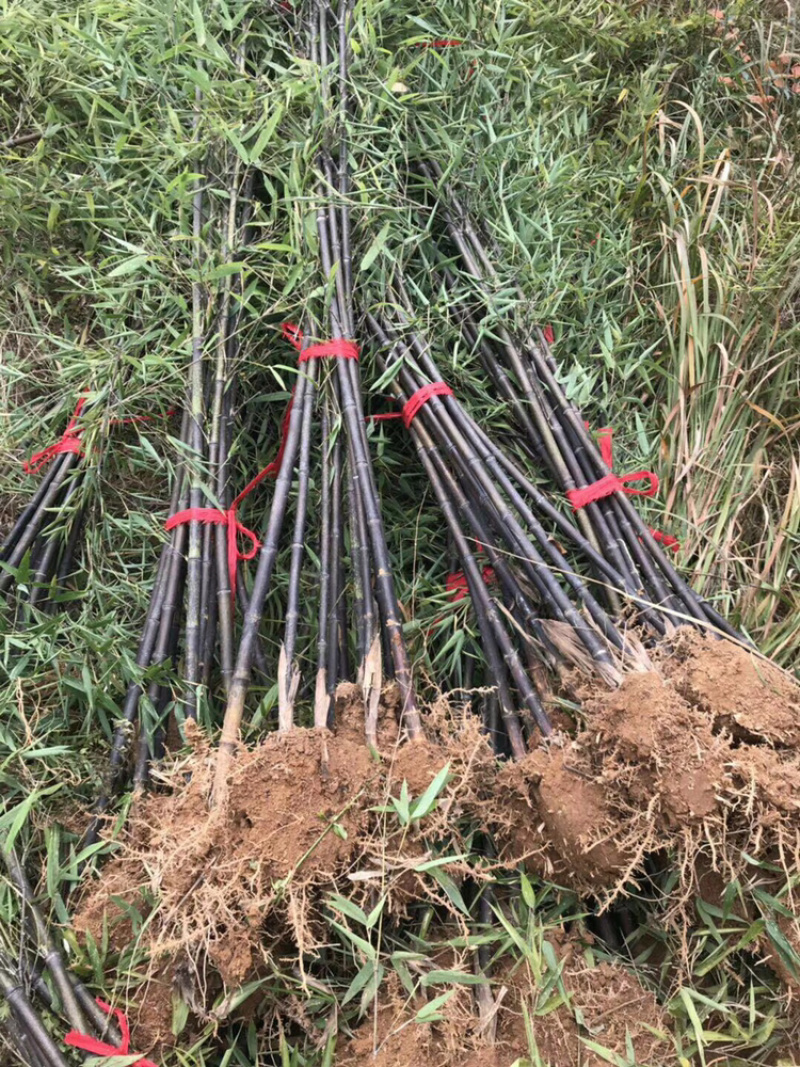 紫竹、青竹基地供应、量大，优质竹苗