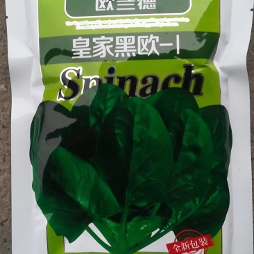 皇家黑欧菠菜种子早熟生长速度长叶色绿有光泽