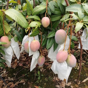 芒果，凯特芒果黄袋，大青芒，苹果芒