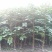 花椒树苗，60cm__120cm，地径6_12
