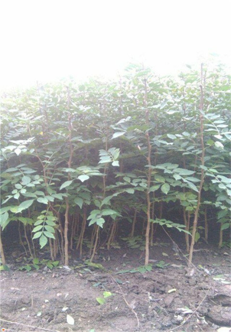 花椒树苗，60cm__120cm，地径6_12