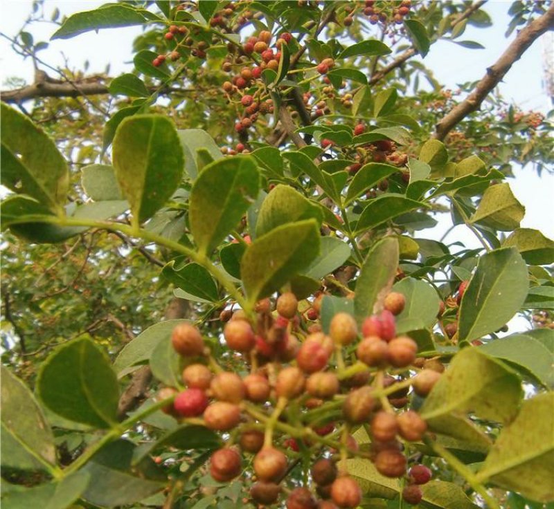 花椒树苗，60cm__120cm，地径6_12