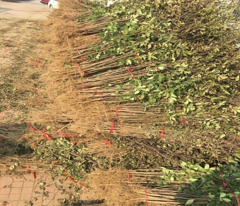 花椒树苗，60cm__120cm，地径6_12