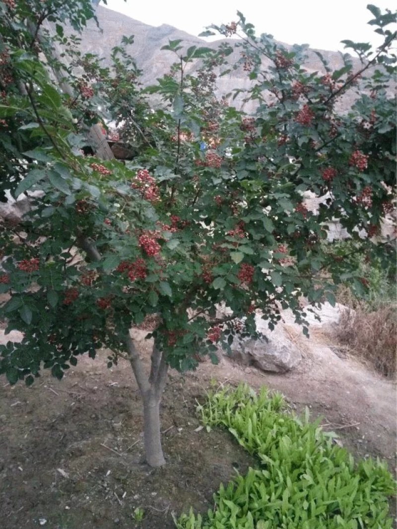 花椒树苗，60cm__120cm，地径6_12
