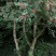 花椒树苗，60cm__120cm，地径6_12
