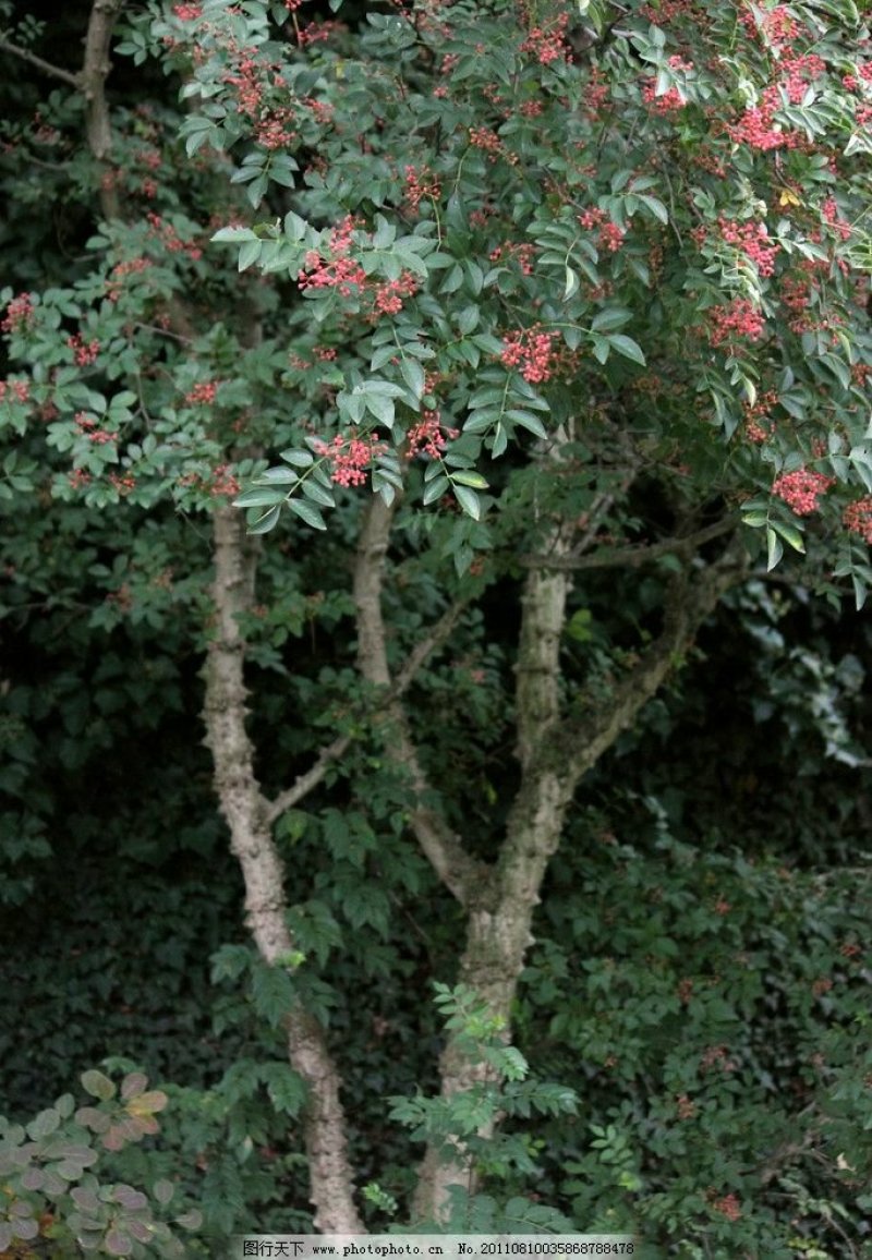 花椒树苗，60cm__120cm，地径6_12