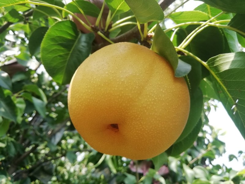 农家自产安全放心的甘甜丰水梨