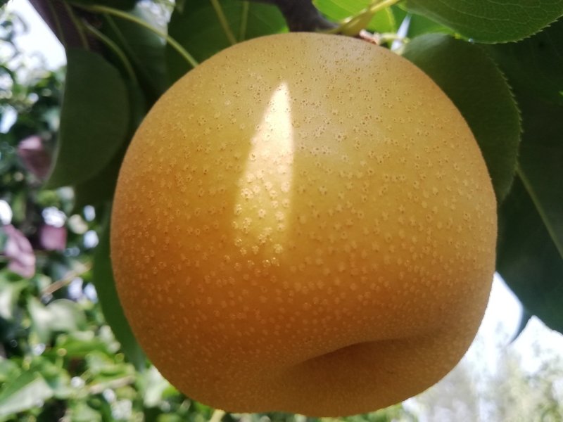 农家自产安全放心的甘甜丰水梨