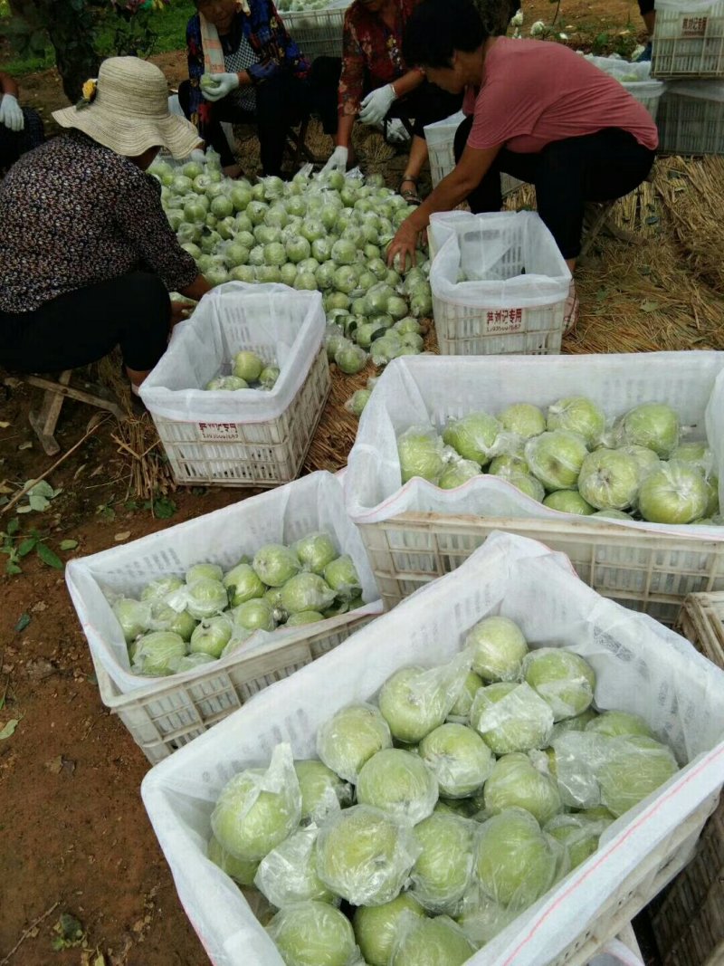 山东青苹果，华硕，鲁丽，美八，金帅大量采摘，对接电商