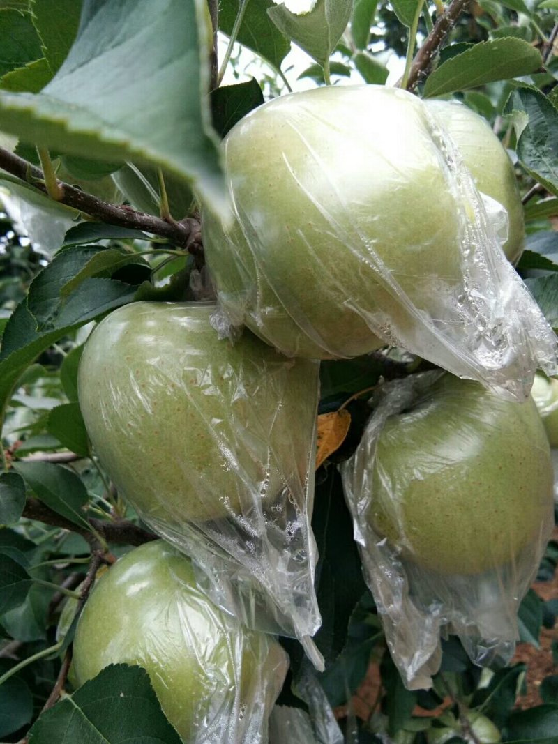 山东青苹果，华硕，鲁丽，美八，金帅大量采摘，对接电商