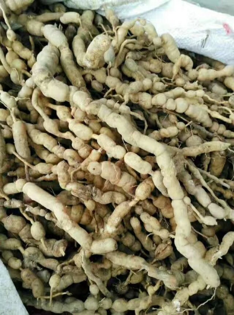 虎刺、绣花针鲜货、需要的下单、量大从优