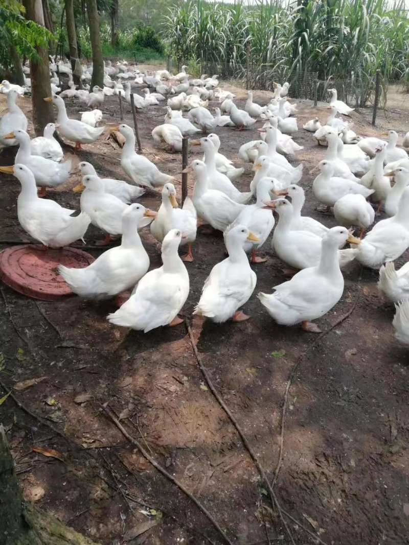 樱桃谷大白鸭