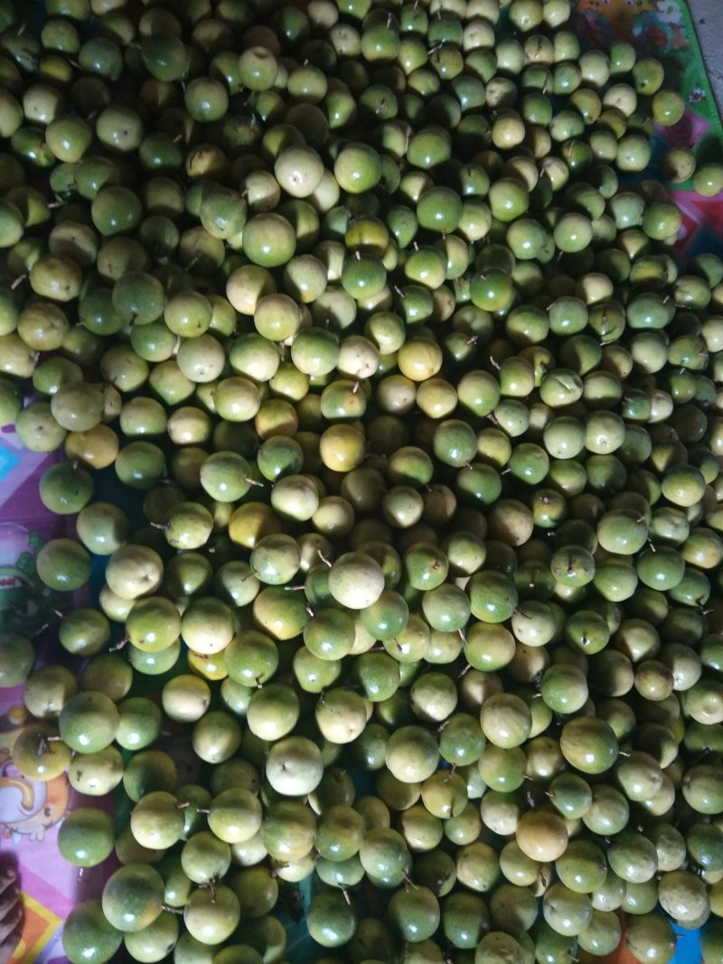 黄金百香果芭乐味