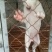 出售杜高犬疫苗齐全公母都有