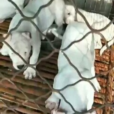出售杜高犬疫苗齐全公母都有
