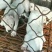 出售杜高犬疫苗齐全公母都有