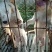 出售杜高犬疫苗齐全公母都有
