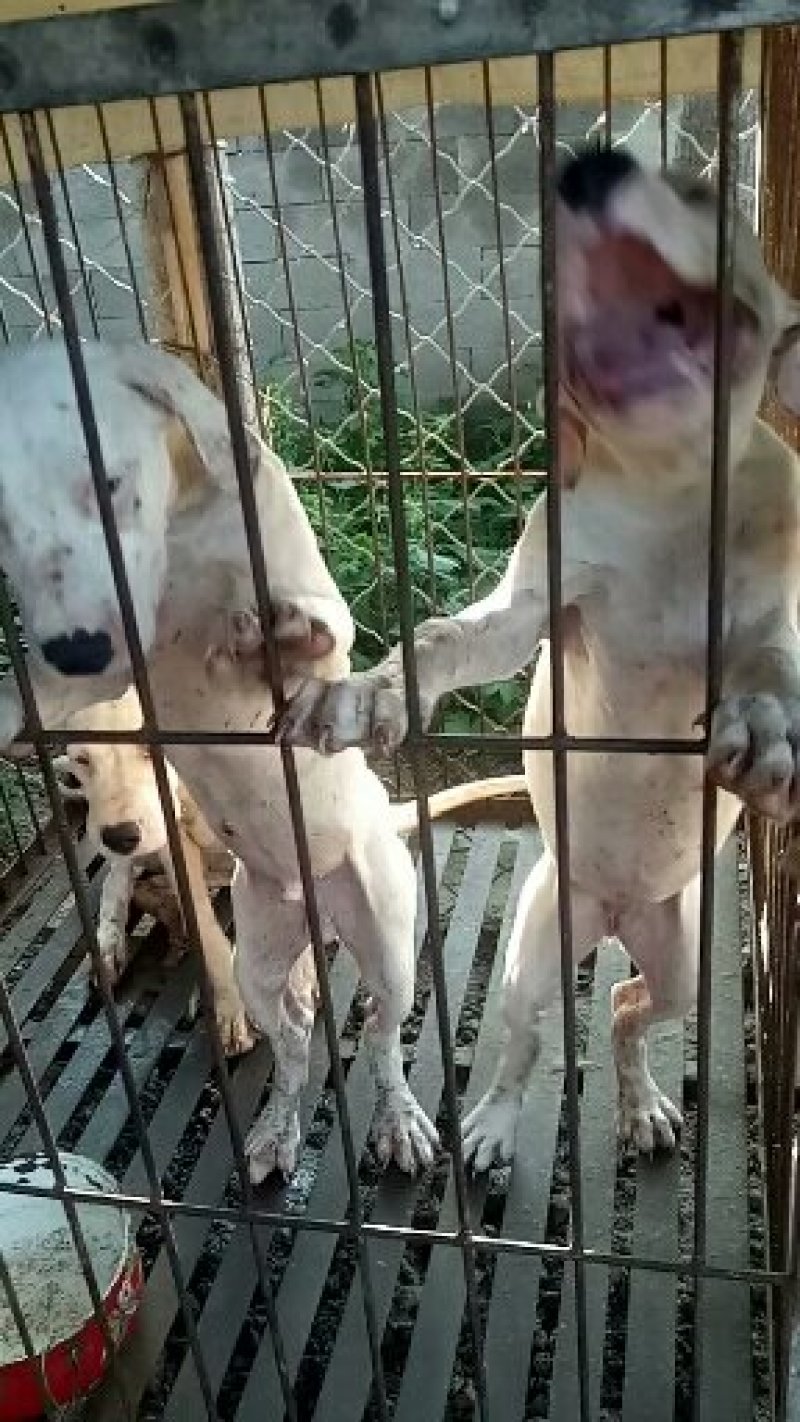 出售杜高犬疫苗齐全公母都有