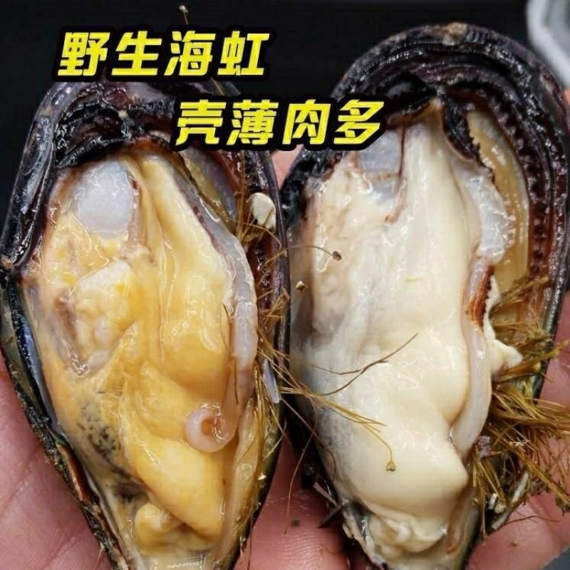 鲜活海虹鲜活青口贝新鲜淡菜新鲜海虹贻贝