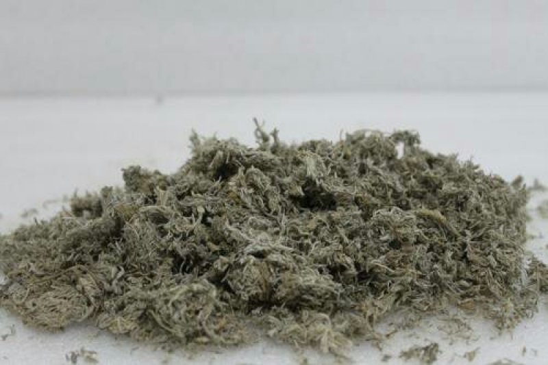 茵陈千余品种供应承接订单