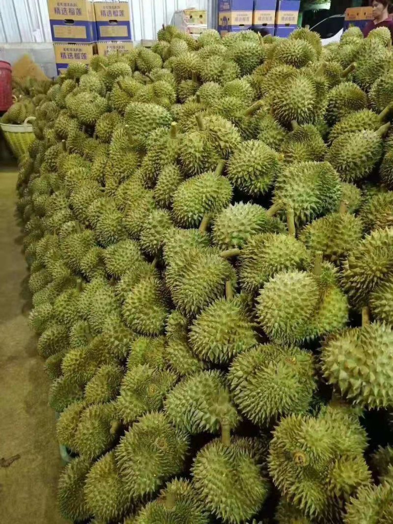 泰国金枕头榴莲