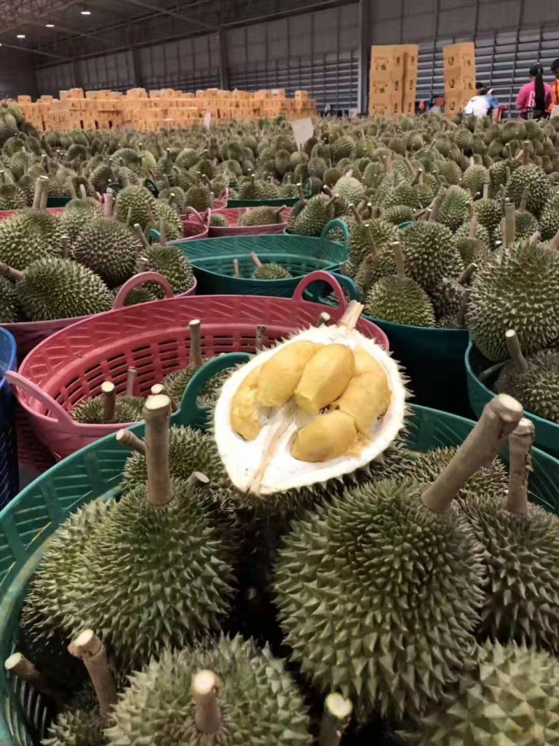 泰国金枕头榴莲