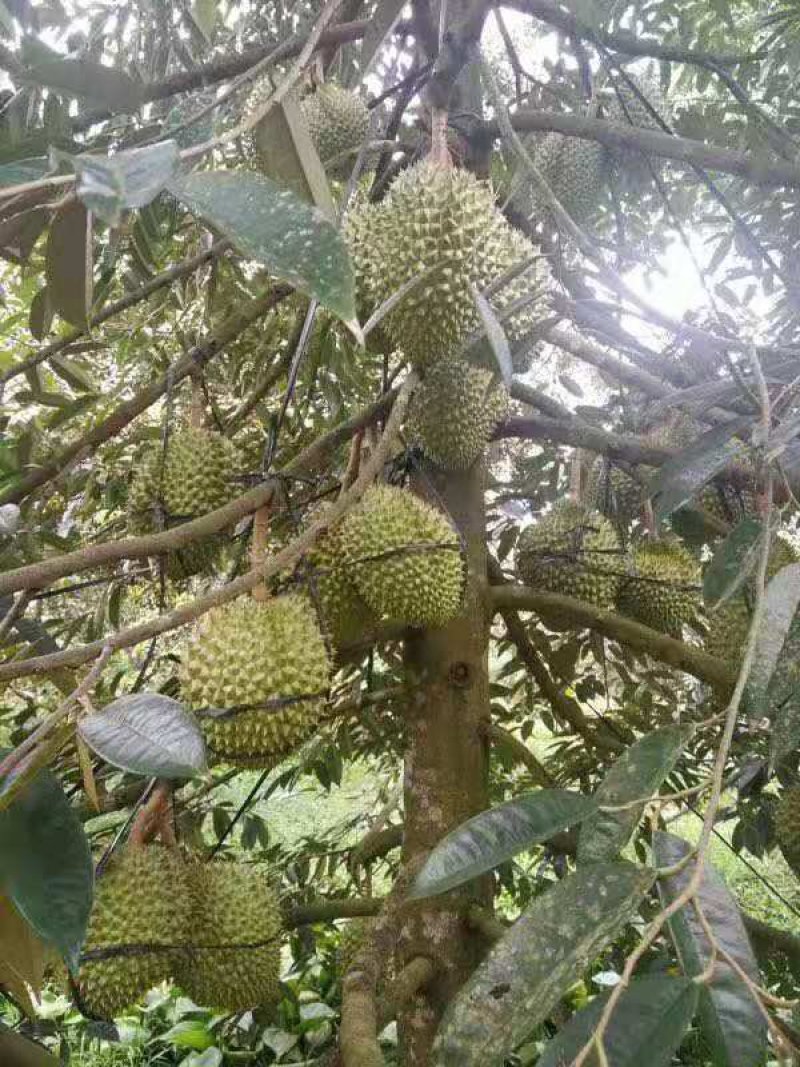 泰国金枕头榴莲