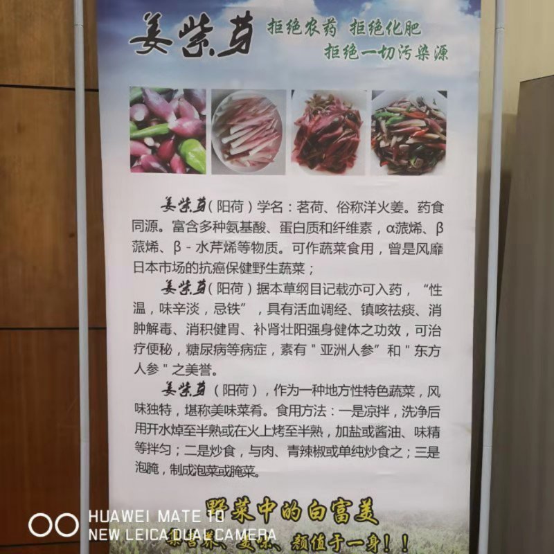 八仙洋荷姜