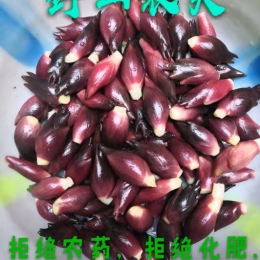 八仙洋荷姜