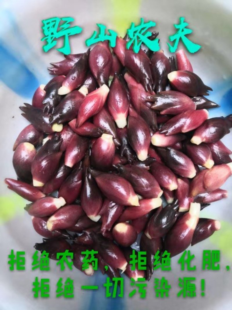八仙洋荷姜