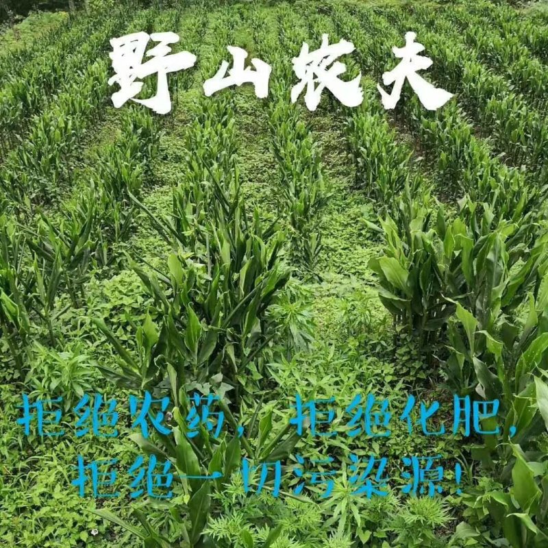 八仙洋荷姜
