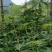 【质优价好发货快】蜂蜜，高山农家土蜂蜜，每年9月取蜜1次