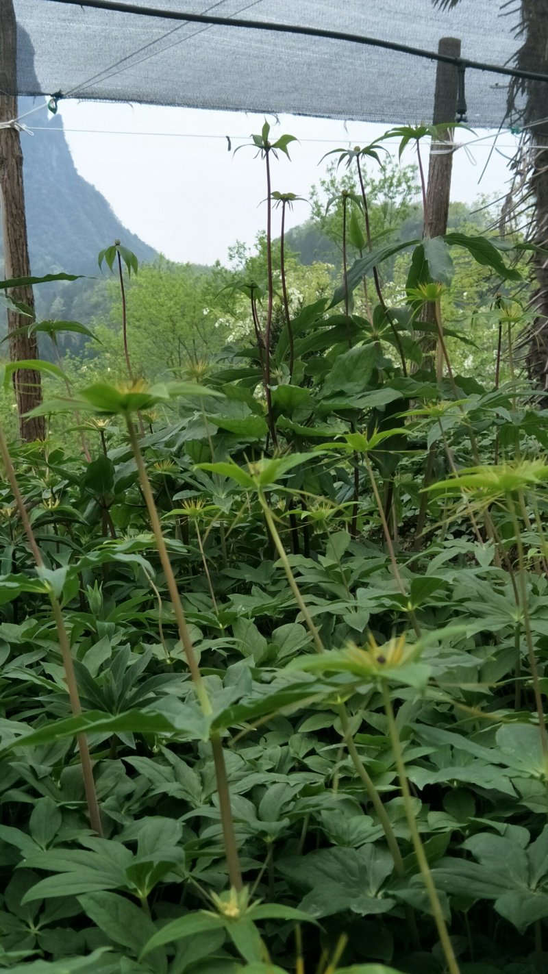 【质优价好发货快】蜂蜜，高山农家土蜂蜜，每年9月取蜜1次