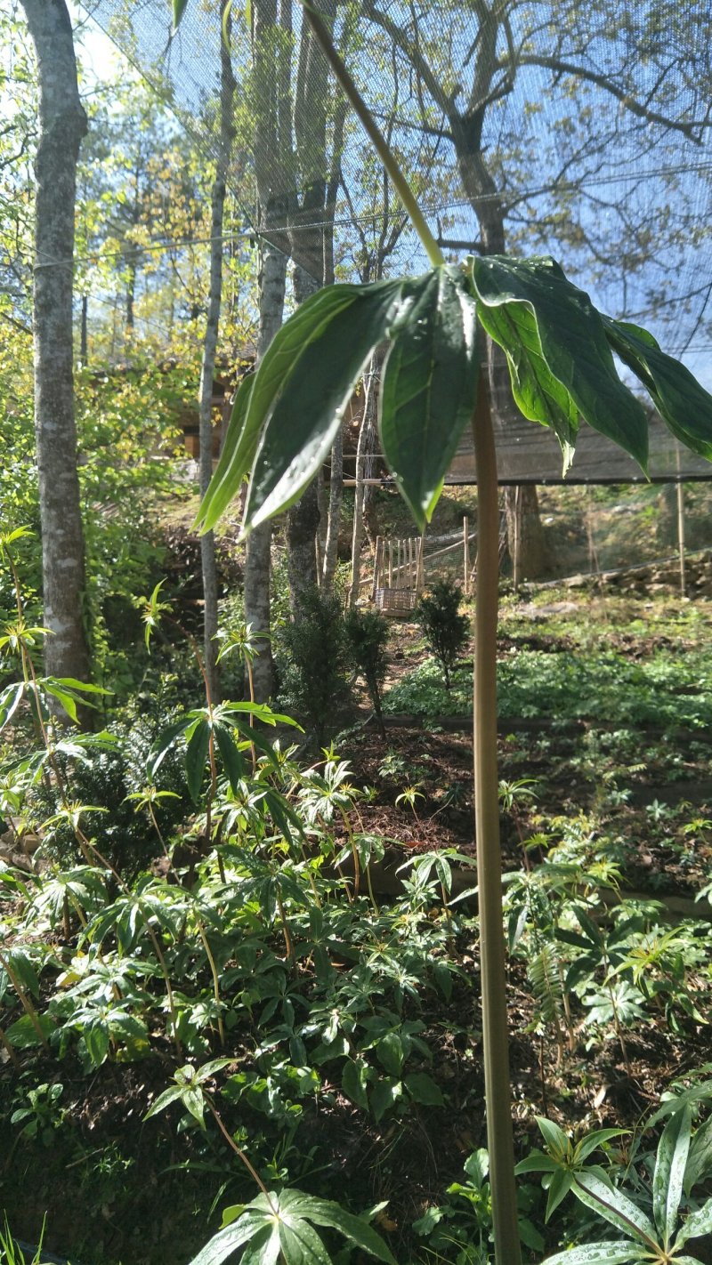 【质优价好发货快】蜂蜜，高山农家土蜂蜜，每年9月取蜜1次