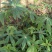 【质优价好发货快】蜂蜜，高山农家土蜂蜜，每年9月取蜜1次