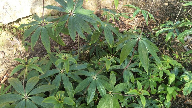 【质优价好发货快】蜂蜜，高山农家土蜂蜜，每年9月取蜜1次