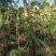 【质优价好发货快】蜂蜜，高山农家土蜂蜜，每年9月取蜜1次