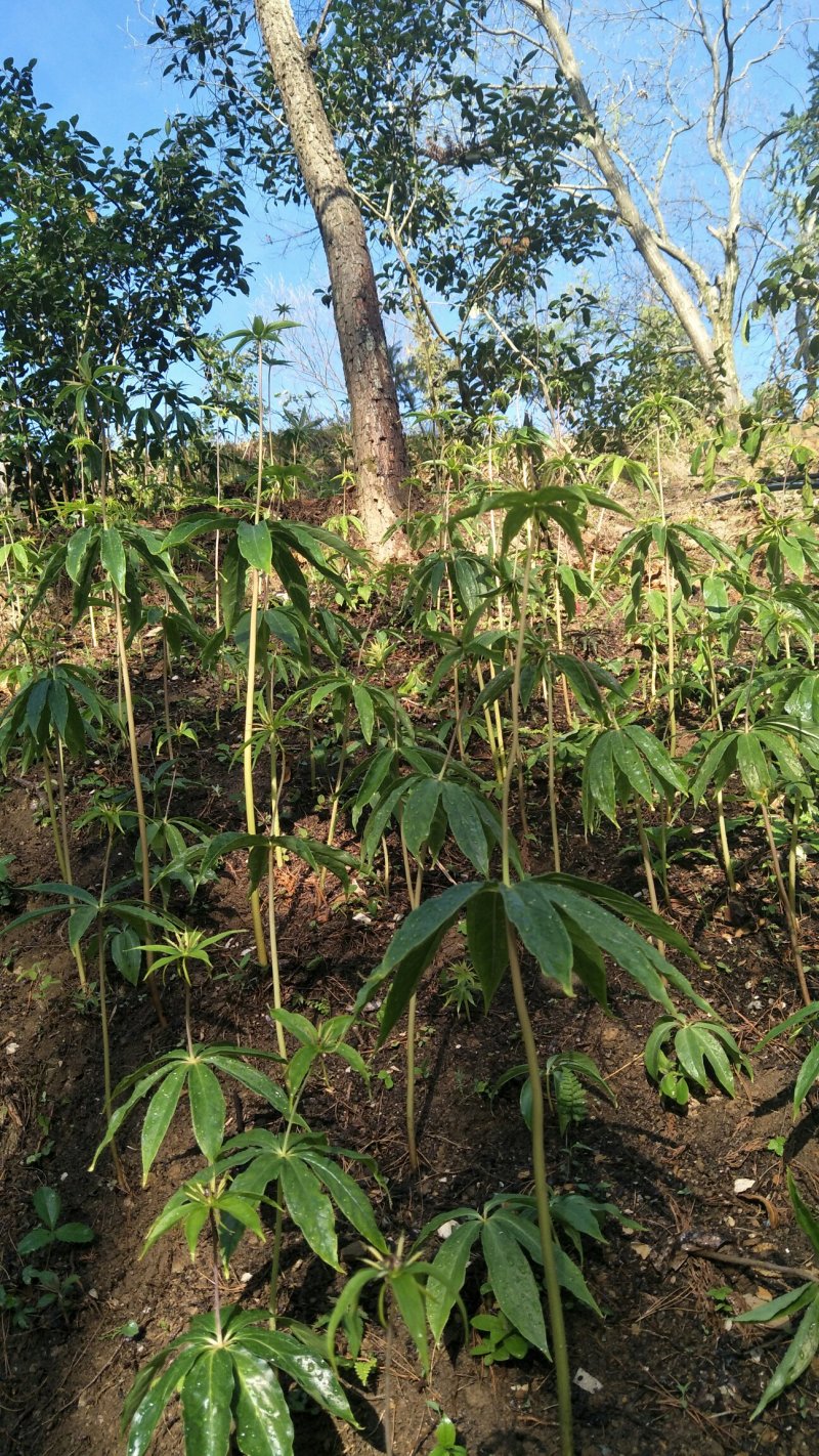 【质优价好发货快】蜂蜜，高山农家土蜂蜜，每年9月取蜜1次