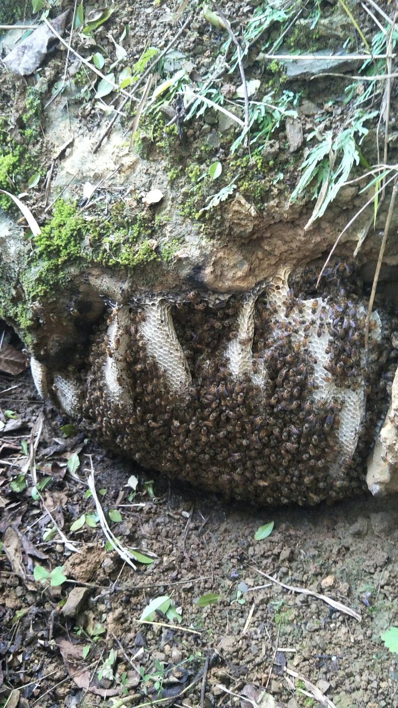 【质优价好发货快】蜂蜜，高山农家土蜂蜜，每年9月取蜜1次