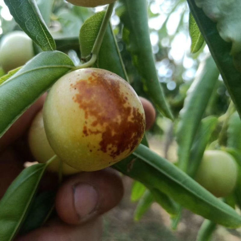 大荔冬枣