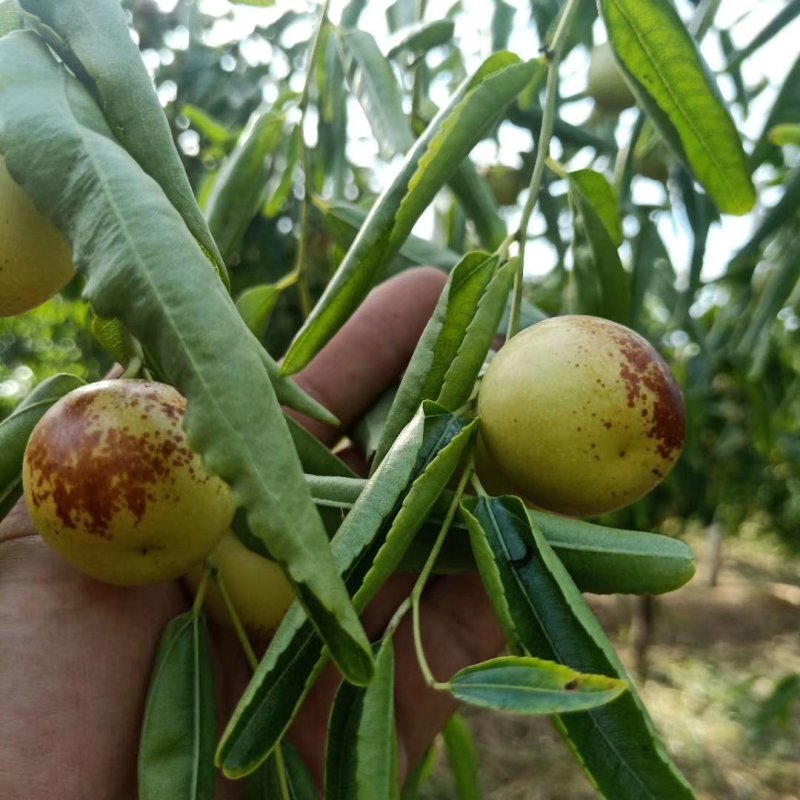 大荔冬枣