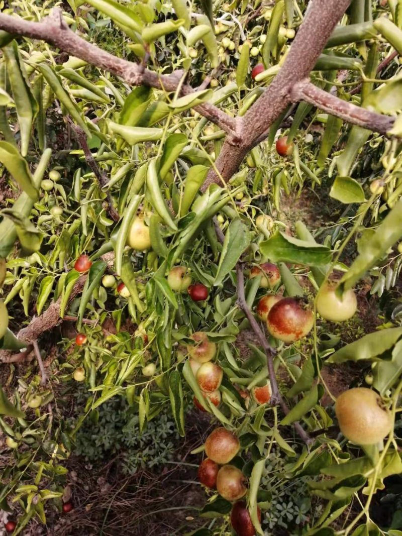 大荔冬枣