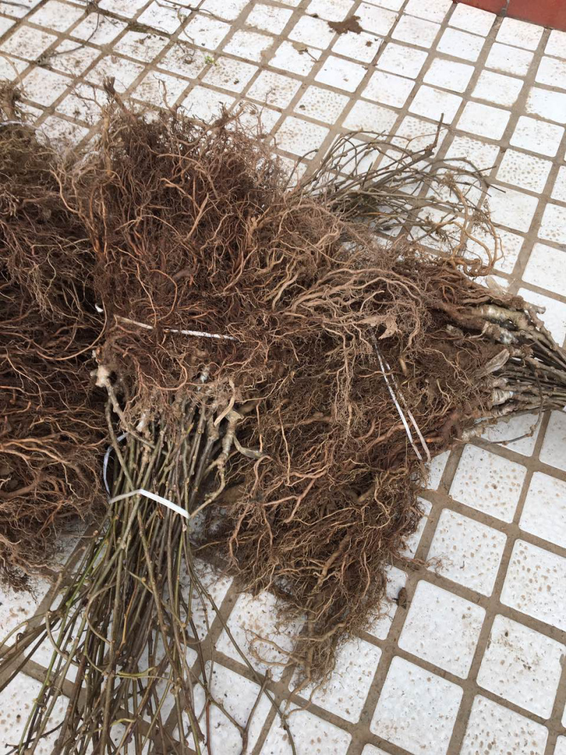 正宗红心果猕猴桃嫁接苗