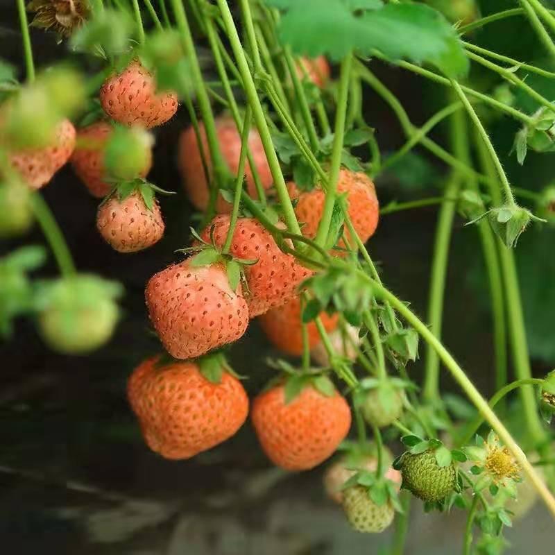 （热销草莓）正宗四季草莓苗奶油草莓包成活当年结果带花带果